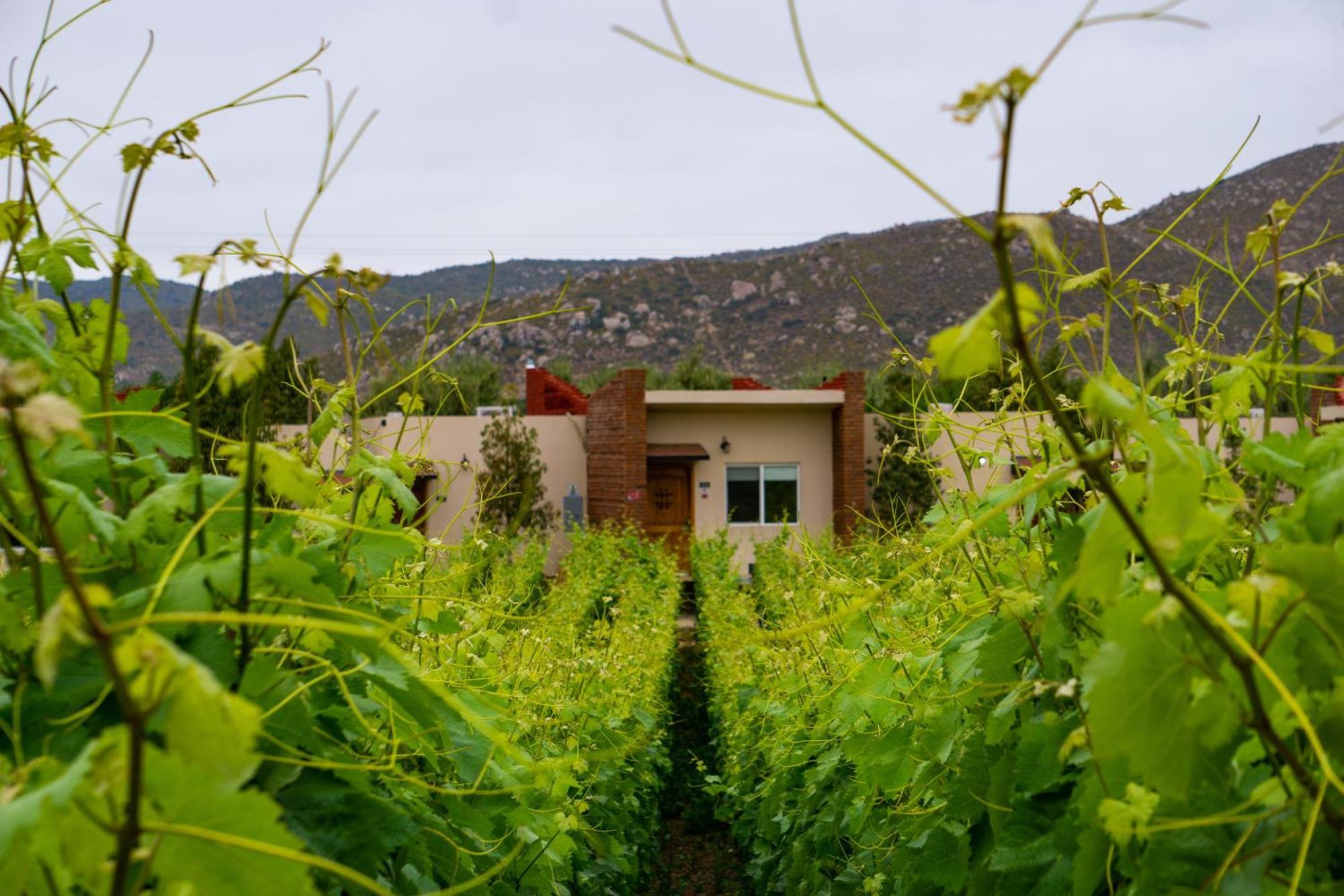 Ojo Azul Resort Valle de Guadalupe Bagian luar foto
